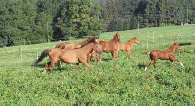Karabakh horses - PHOTOS